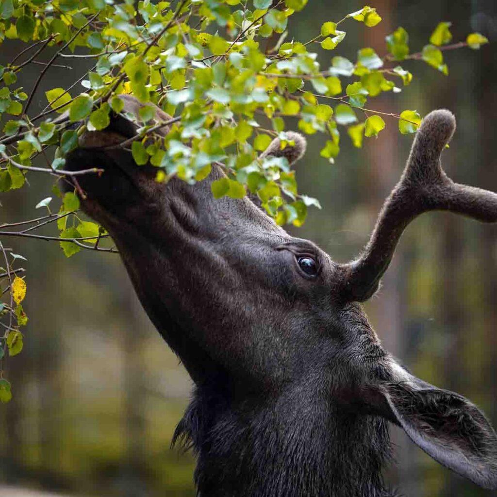 Elch in der Moose Ranch in Dalsland Schweden