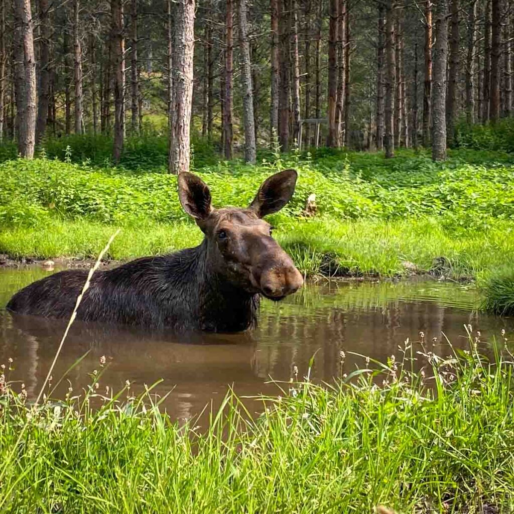 Elche bei der Kanuerlebniswoche in Schweden sehen