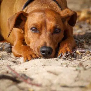 Hund Laura Feel Good Managerin