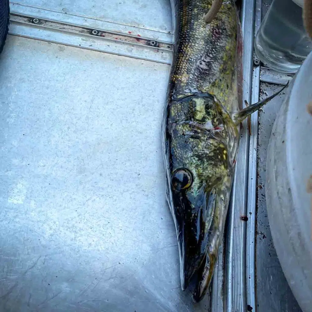 Fisch auf der Bushcraft und Survival Kanutour in Schweden