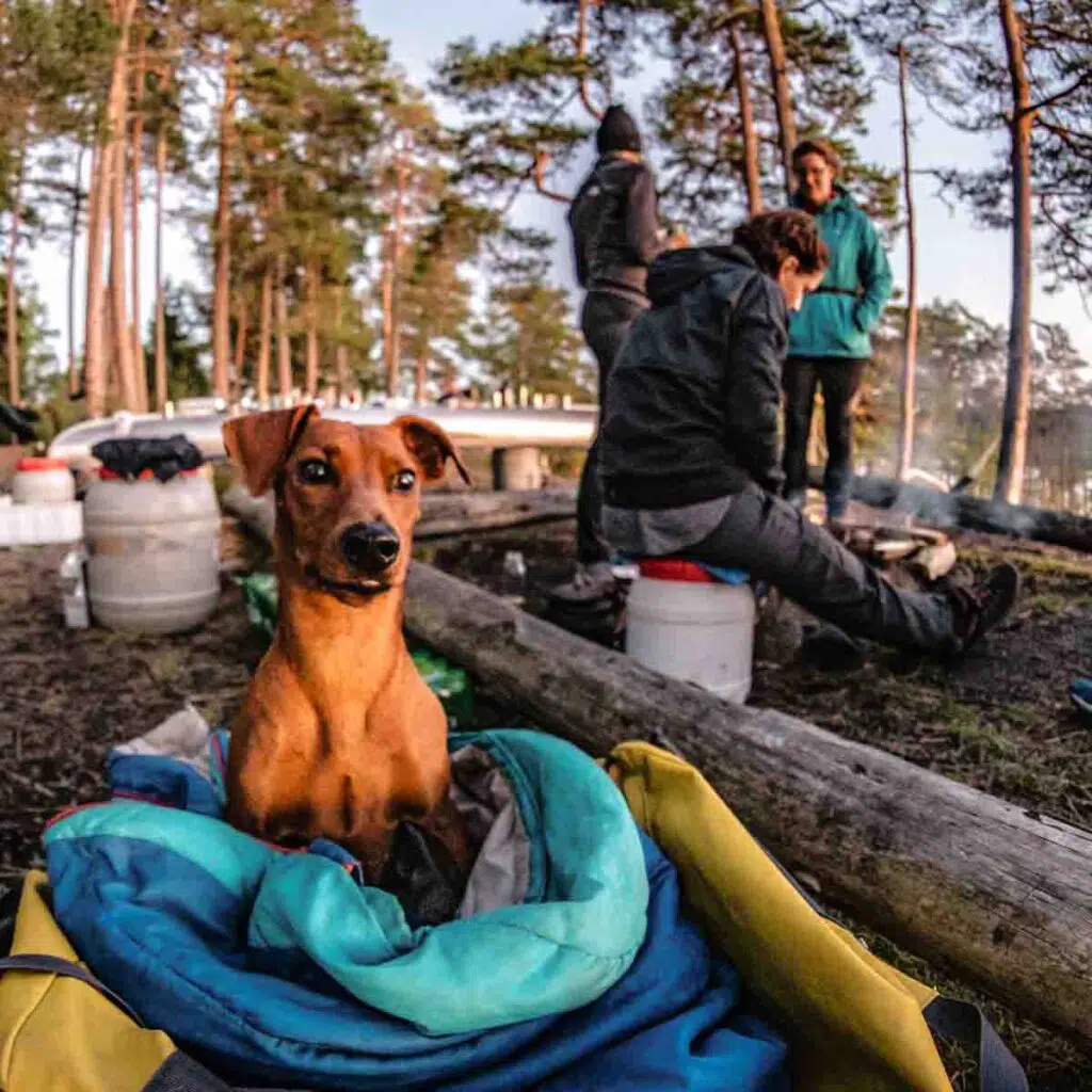 Hunde auf Kanutour